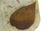 Wide Plate with Two Fossil Leaves (Two Species) - Montana #327183-3
